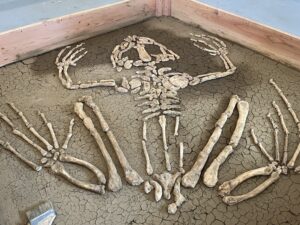 Mark Grieve and Sam Roloff Bufo Skeleton Giant California